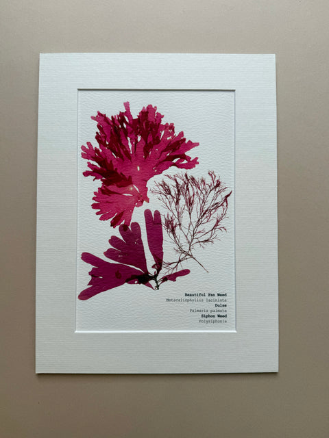 Irish Seaweed Pressed Prints