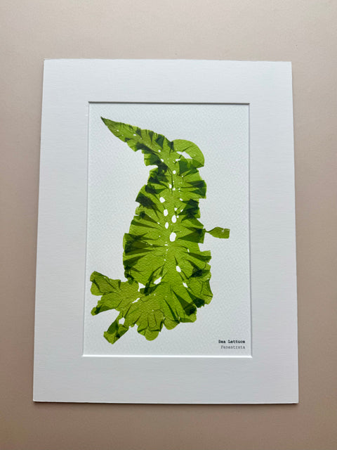 Irish Seaweed Pressed Prints