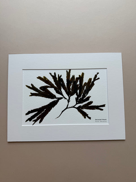 Irish Seaweed Pressed Prints